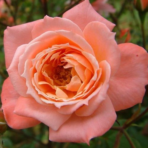 Rosa Nice Day - rózsaszín - climber, futó rózsa